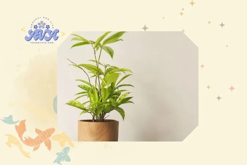 Cách trồng cây trúc Nhật đúng kỹ thuật