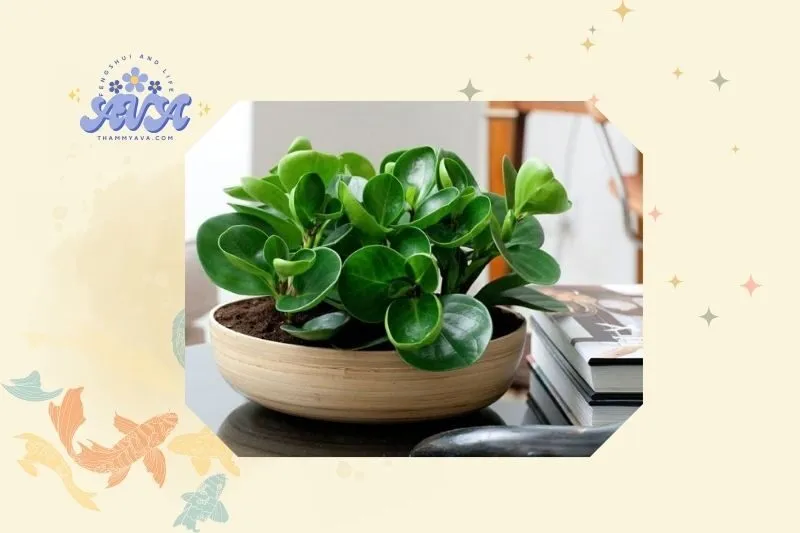 Cách trồng và chăm sóc cây trường sinh hiệu quả