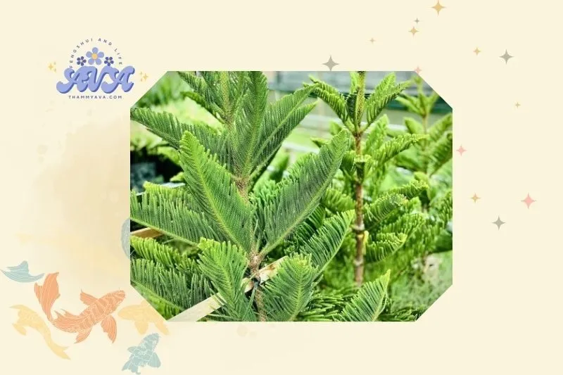 Hướng dẫn cách trồng và chăm sóc cây tùng bách phong thủy