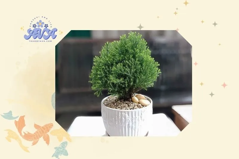 Cách trồng và chăm sóc cây tùng bồng lai tại nhà