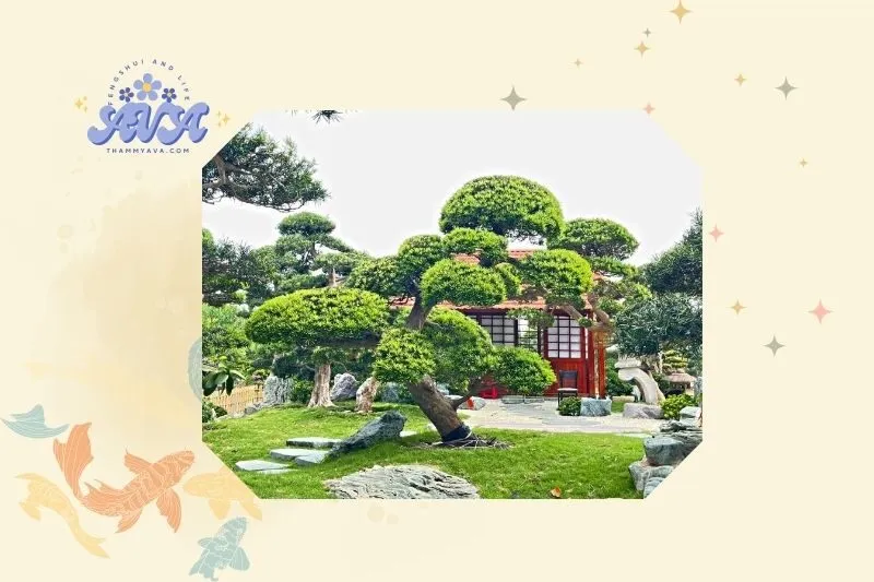 Hướng dẫn trồng và chăm sóc cây tùng la hán