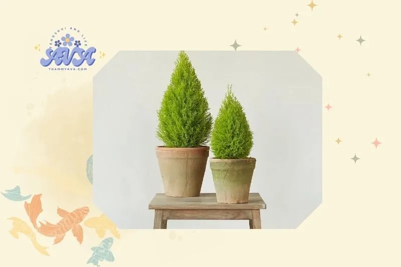Cách trồng và chăm sóc cây tùng thơm phong thủy