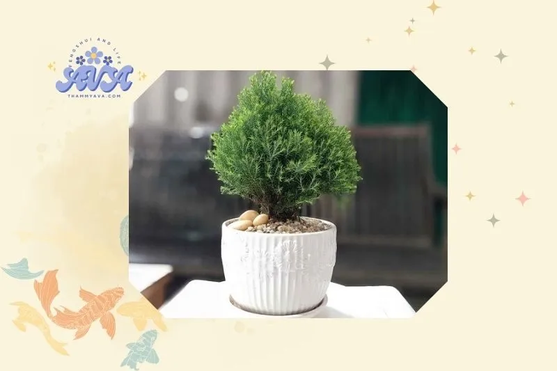 Hướng dẫn cách trồng cây tuyết tùng phong thủy