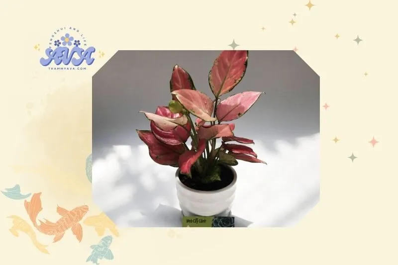 Cách trồng và chăm sóc cây vạn lộc phong thủy