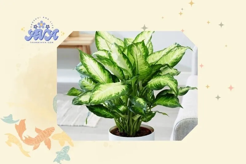 Cách trồng và chăm sóc cây vạn niên thanh đúng cách