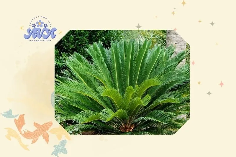 Hướng dẫn cách trồng cây vạn tuế tại nhà