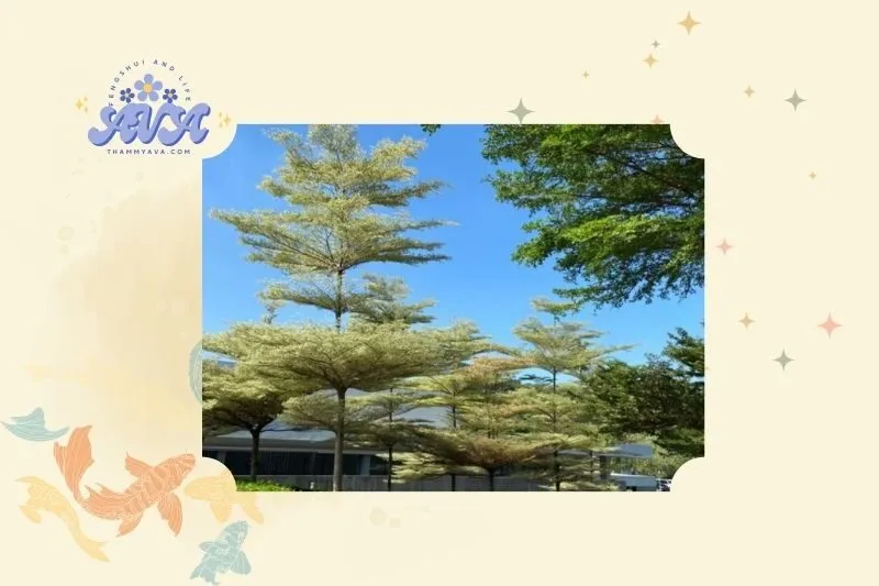 Cây bàng Đài Loan phong thủy và những điều cần biết