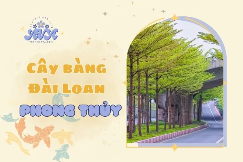 Cây bàng Đài Loan phong thủy 2025: Đặc điểm, ý nghĩa và cách chăm sóc
