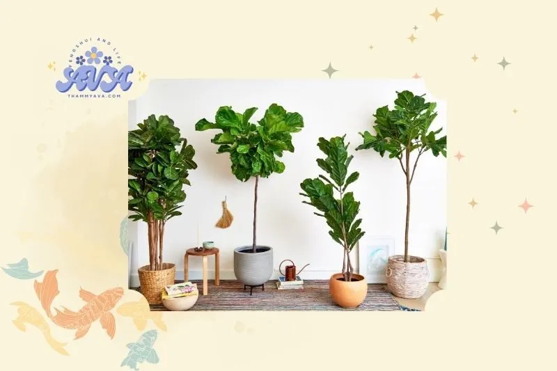 Cây bàng Singapore phong thuỷ là gì?