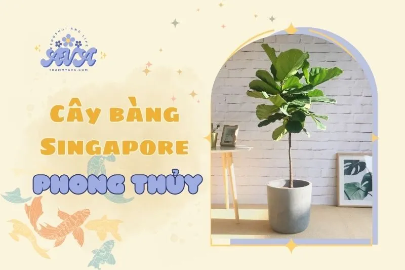 Cây bàng Singapore phong thuỷ 2025: Ý nghĩa và cách chăm sóc