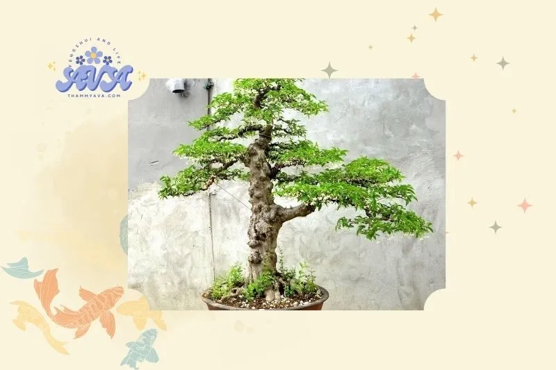 Cây bonsai phong thủy là gì?