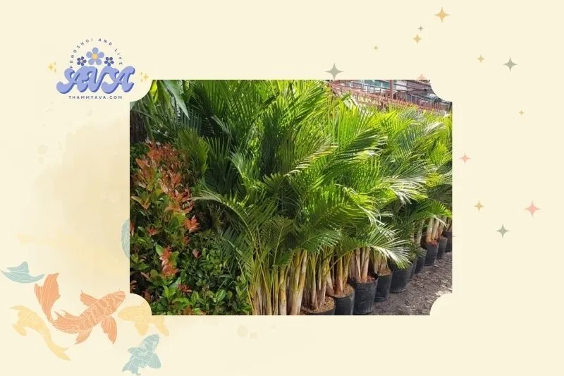 Cây cau cảnh phong thủy là gì?