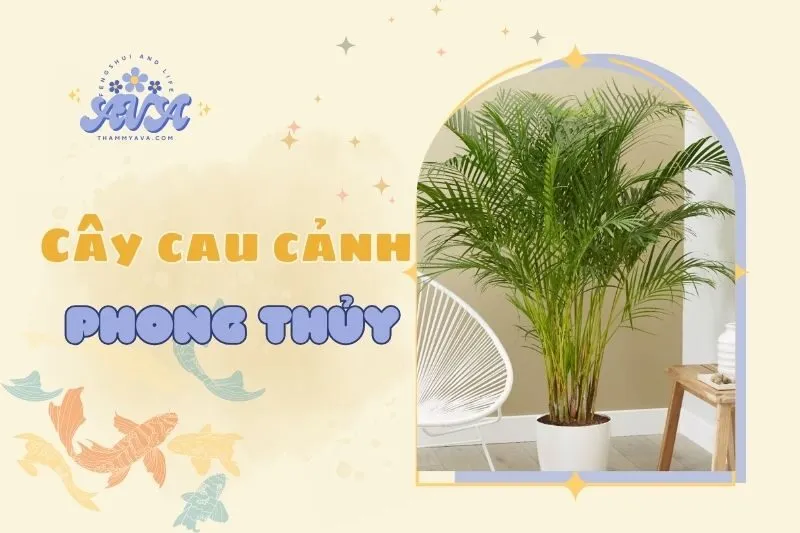 Cây cau cảnh phong thủy 2025: Ý nghĩa, lợi ích và cách chăm sóc