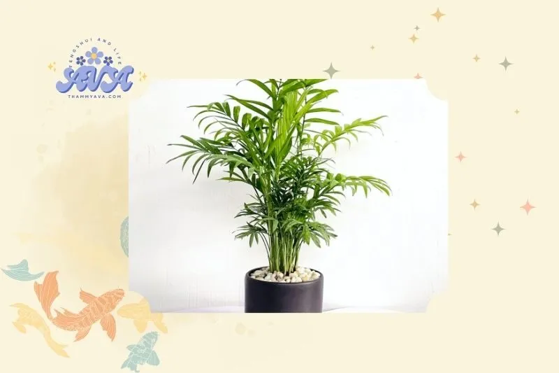 Cây cau tiểu trâm là gì? Nguồn gốc và đặc điểm nổi bật