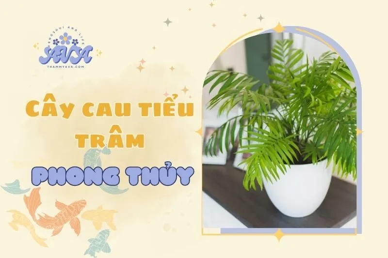 Cây cau tiểu trâm phong thủy 2025: Ý nghĩa, công dụng và cách chăm sóc