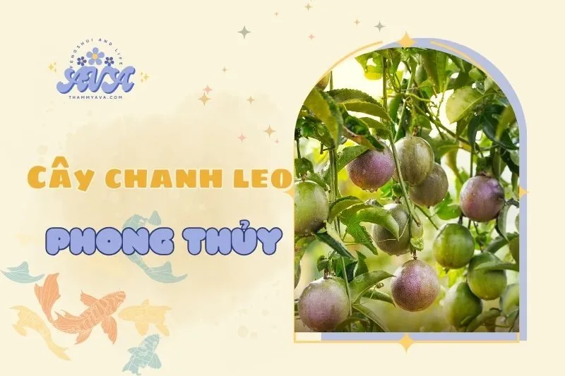Cây chanh leo phong thủy: Ý nghĩa và cách trồng hiệu quả 2025
