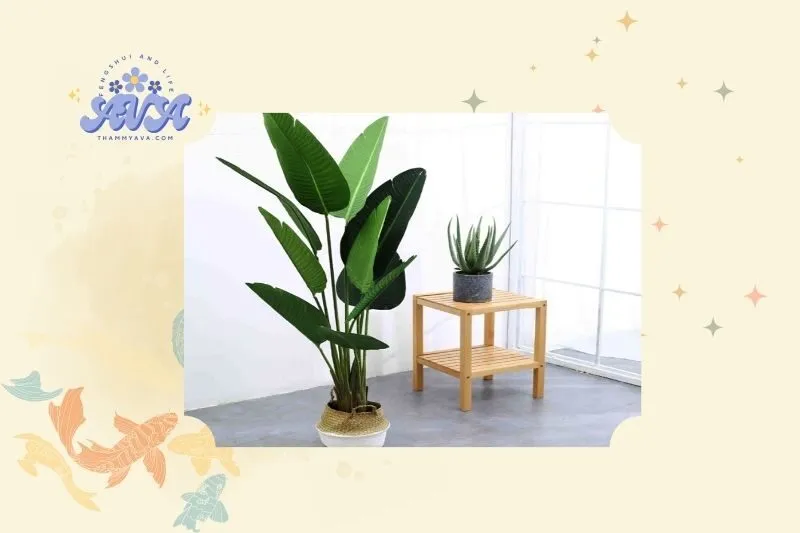 Cây Chuối Cảnh Là Gì? Khái Niệm và Đặc Điểm