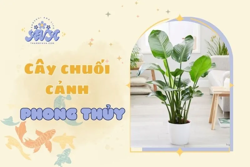 Cây Chuối Cảnh Phong Thủy 2025: Ý Nghĩa, Cách Trồng và Chăm Sóc