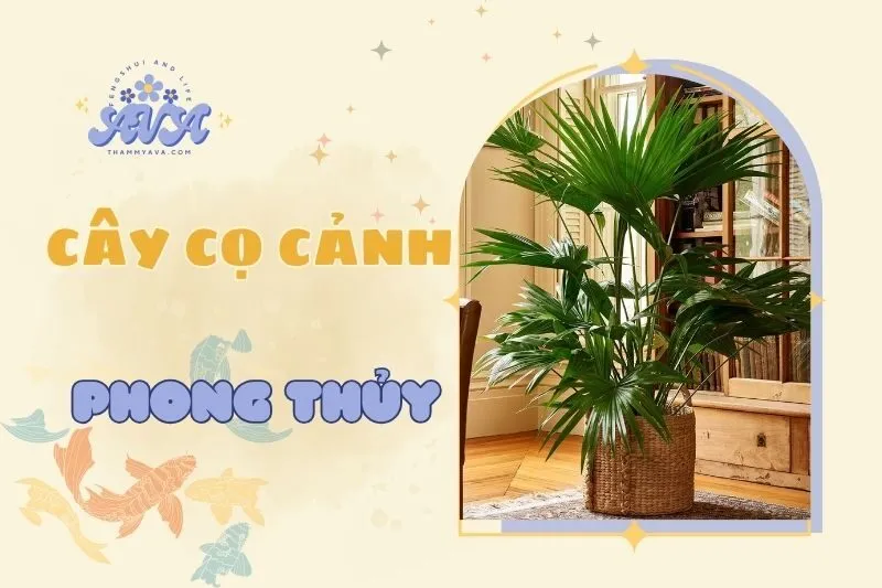 Cây cọ cảnh phong thủy 2025: Ý nghĩa và cách trồng chăm sóc