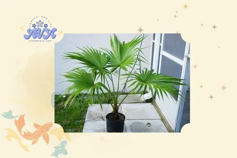 Cây cọ cảnh phong thủy là gì?