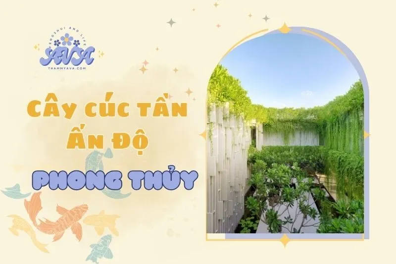 Cây cúc tần Ấn Độ phong thủy