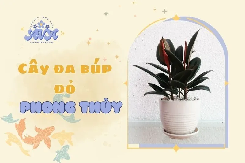 Cây đa búp đỏ phong thủy 2025 - Ý nghĩa, cách trồng và chăm sóc