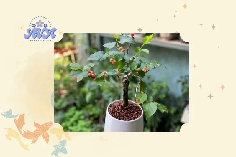 Cây dâu tằm phong thủy là gì?