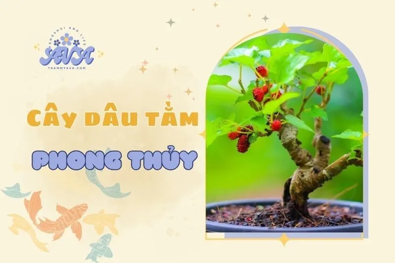 Cây dâu tằm phong thủy 2025: Ý nghĩa, công dụng và cách trồng