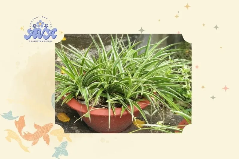Ý nghĩa phong thủy của cây dây nhện