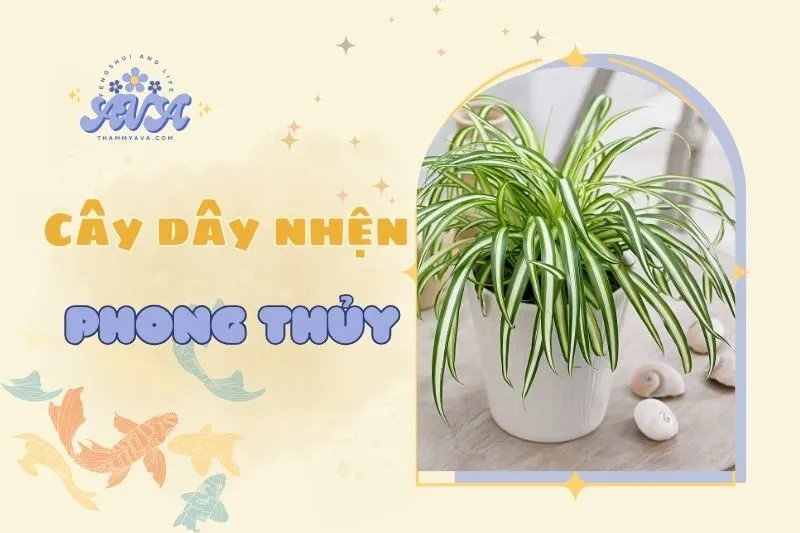 Cây dây nhện phong thủy 2025: Ý nghĩa, cách chăm sóc và bài trí