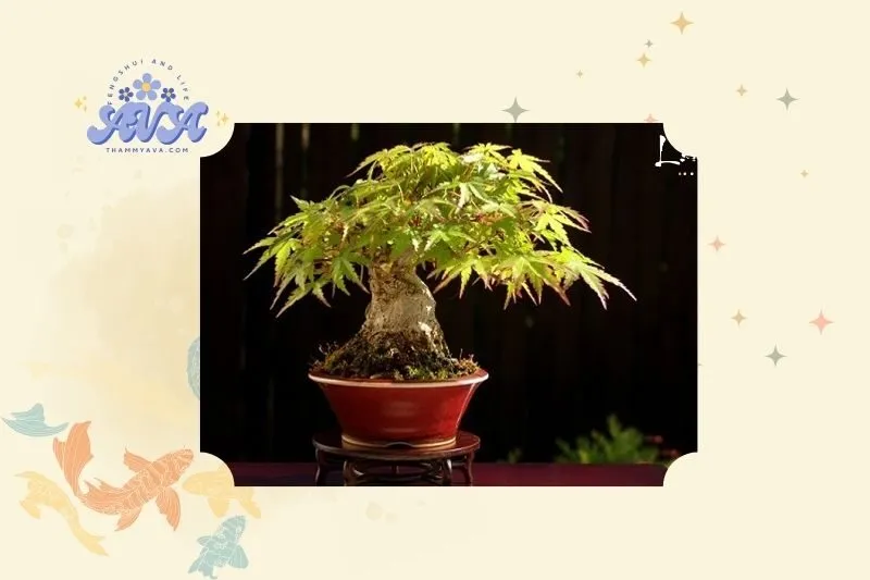 Cây đinh lăng phong thủy và những điều bạn cần biết