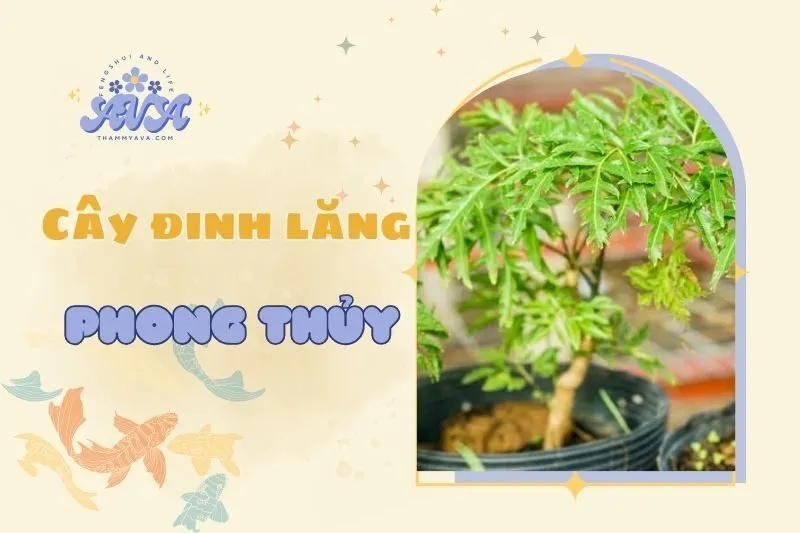 Cây đinh lăng phong thủy: Đặc điểm, ý nghĩa và cách trồng 2025