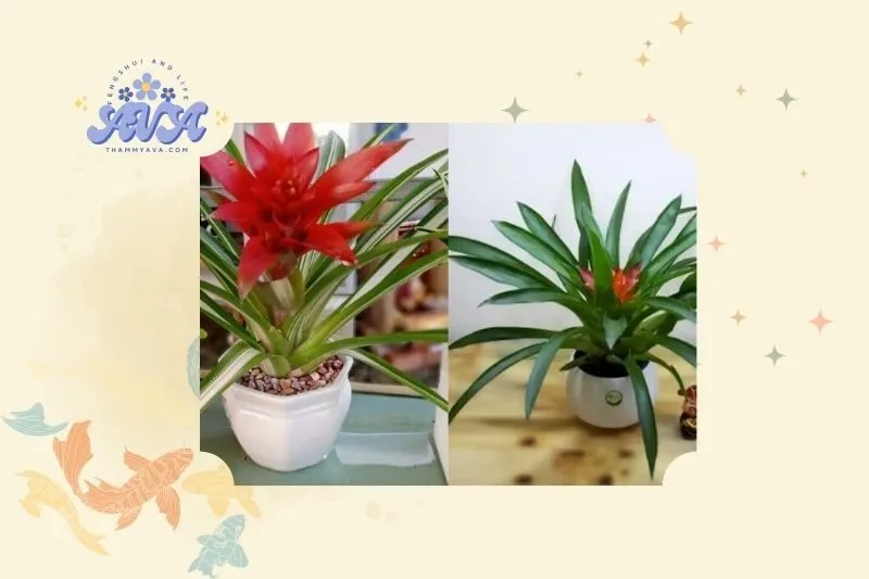 Cây dứa cảnh nến phong thủy là gì?