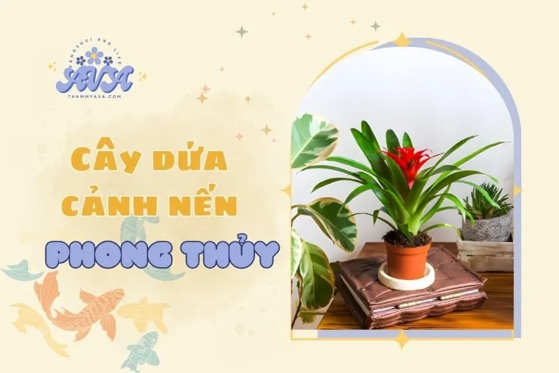 Cây dứa cảnh nến phong thủy: Ý nghĩa, cách trồng và chăm sóc 2025