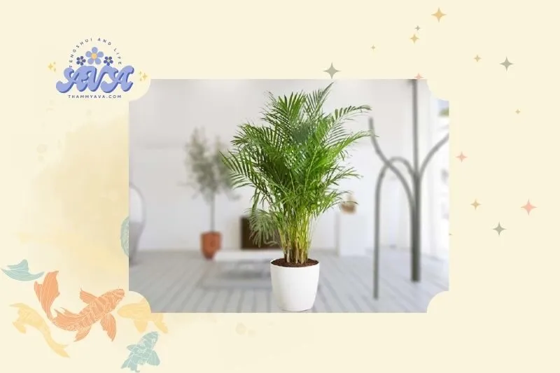 Cây dừa cảnh phong thủy là gì?