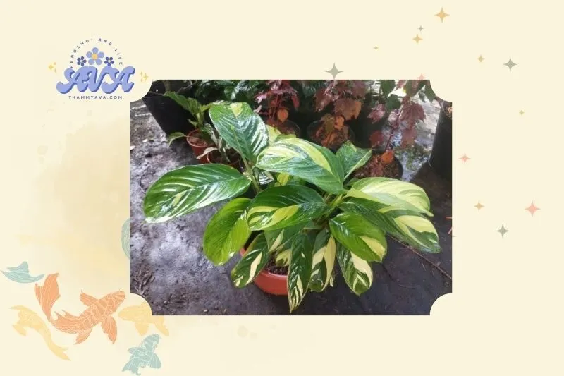 Ý nghĩa phong thuỷ của cây Đuôi Công