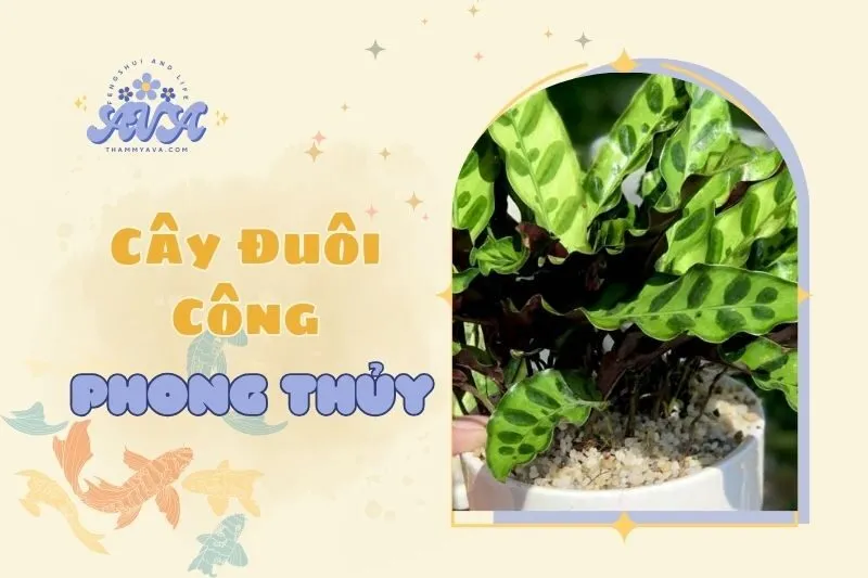 Khám phá ý nghĩa Cây Đuôi Công phong thuỷ 2025 và cách chăm sóc