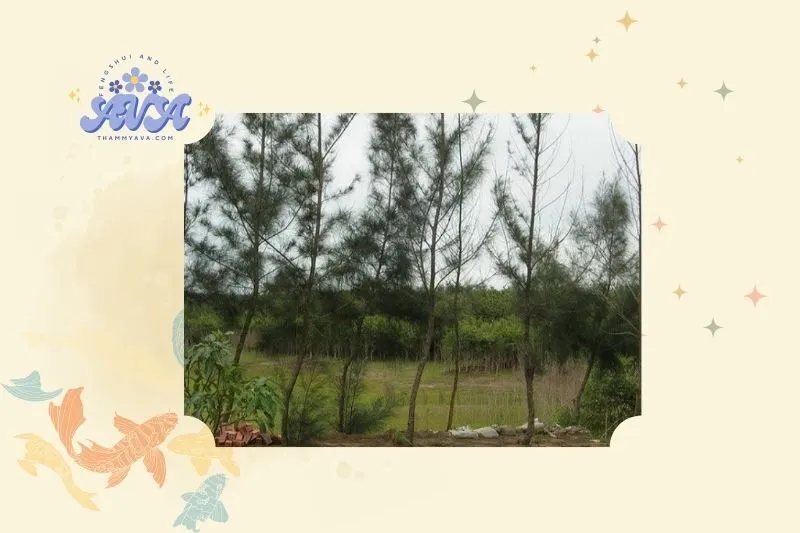 Ý nghĩa phong thủy của cây dương liễu