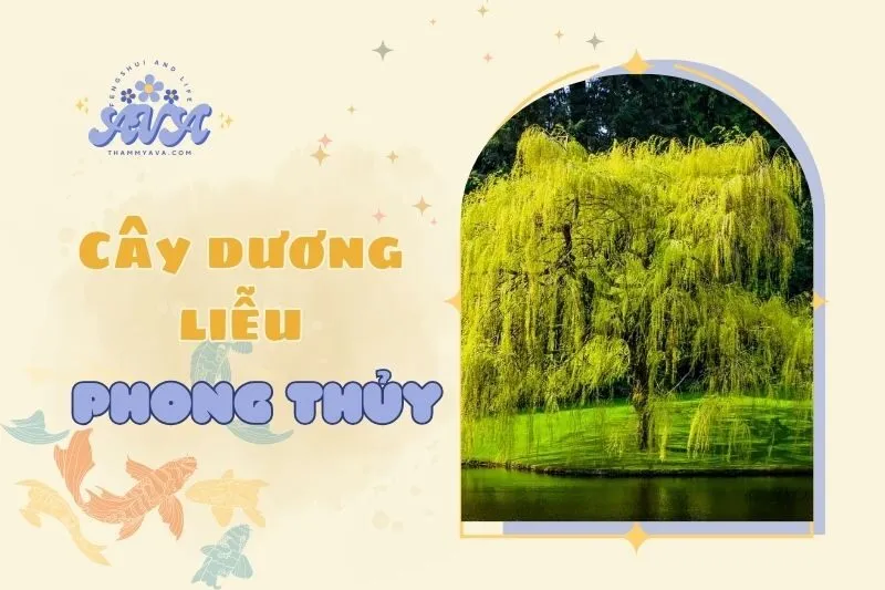 Cây dương liễu phong thủy 2025: Ý nghĩa, đặc điểm và công dụng