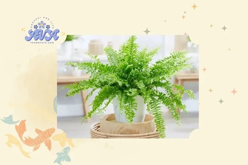 Ý nghĩa phong thủy của cây dương xỉ