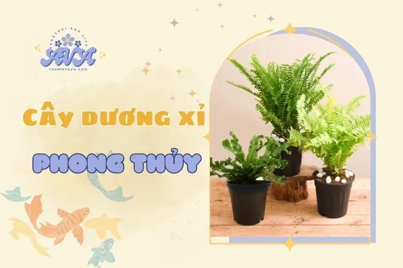 Cây dương xỉ phong thủy 2025: Ý nghĩa, lợi ích và cách chăm sóc