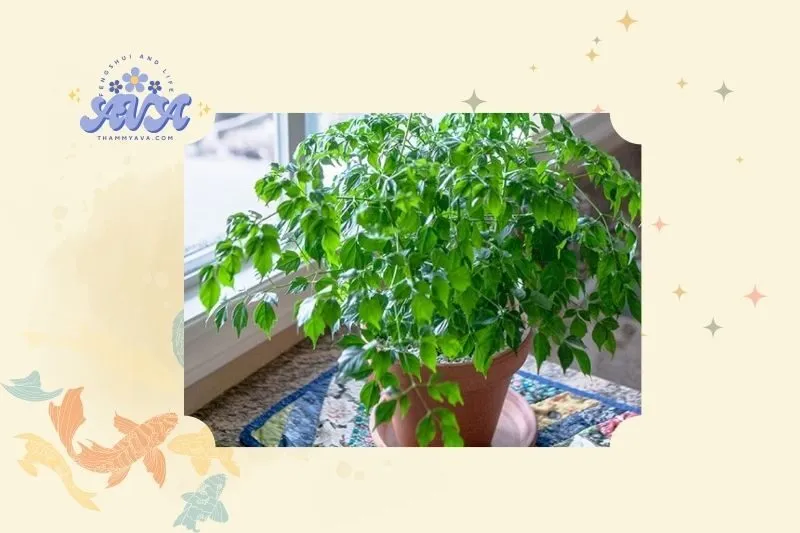 Cây hạnh phúc phong thủy là gì?