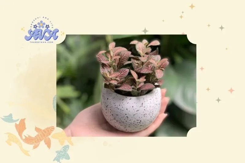 Cây hoa cẩm nhung đỏ phong thủy: Khái niệm và đặc điểm nổi bật