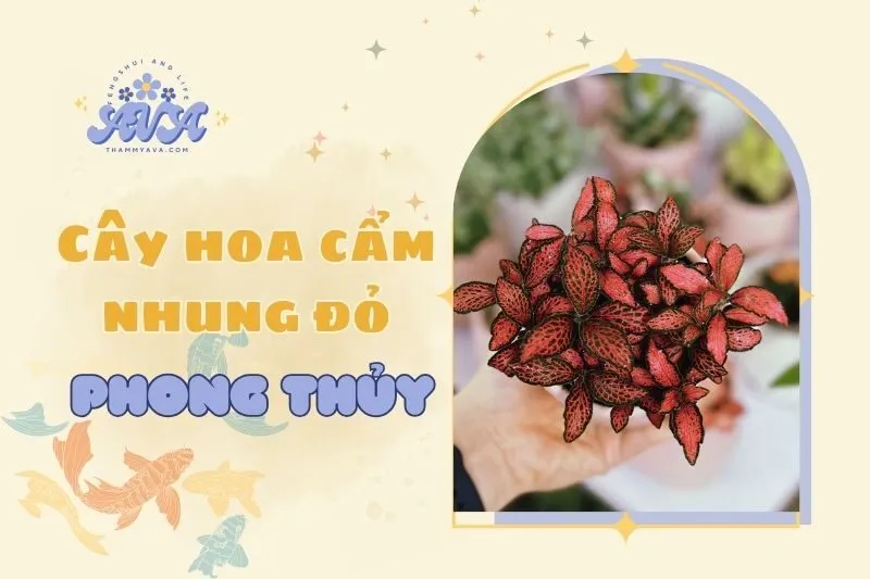 Cây hoa cẩm nhung đỏ phong thuỷ