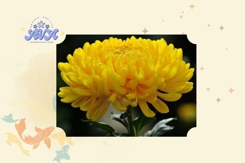 Cây Hoa Cúc Phong Thủy: Khái Niệm và Nguồn Gốc