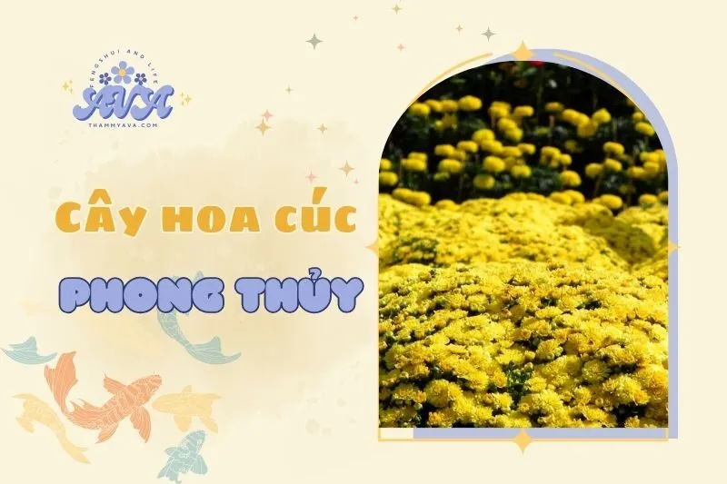 Cây Hoa Cúc Phong Thủy 2025: Ý Nghĩa, Cách Chọn và Chăm Sóc