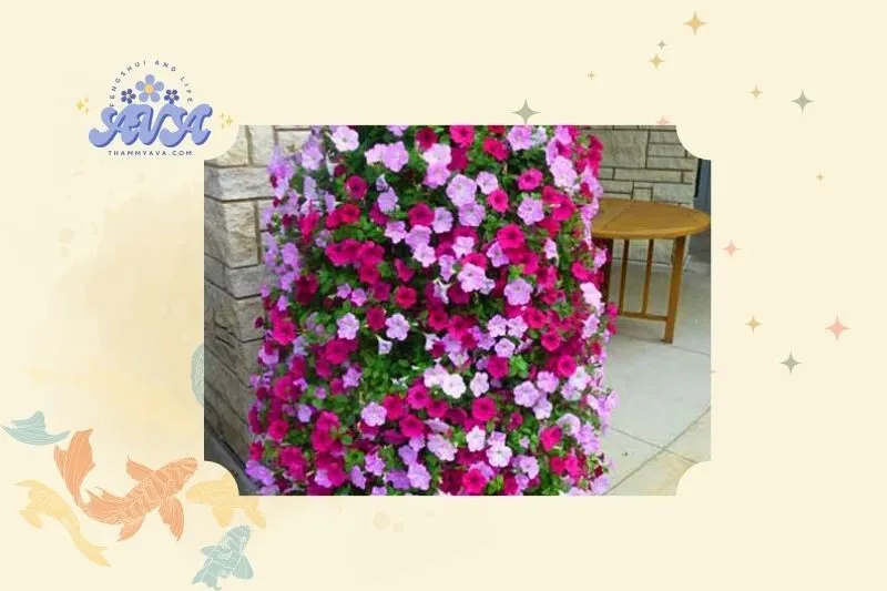 Ý nghĩa phong thủy của cây hoa dạ yến thảo