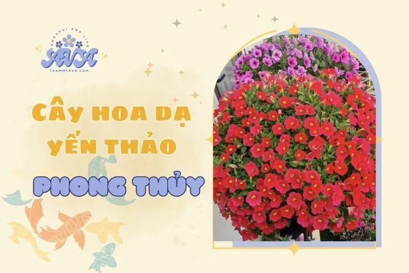 Cây hoa dạ yến thảo phong thủy: Ý nghĩa & công dụng 2025