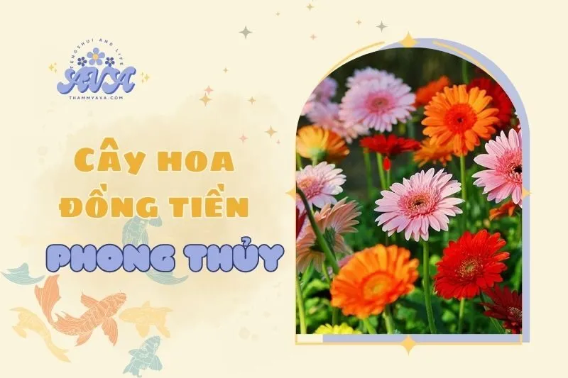 Cây Hoa Đồng Tiền Phong Thủy 2025: Ý Nghĩa, Cách Chọn, Chăm Sóc