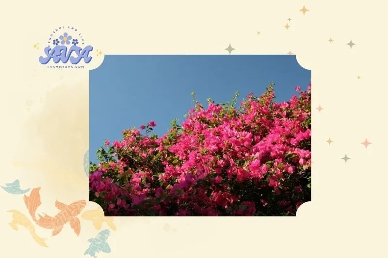 Ý nghĩa phong thủy của cây hoa giấy